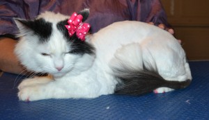 Lucia the Long Hair Domestic. She had her fur shaved off, nails clipped, ears cleaned and a full set of Hot pink Softpaw nail caps. — at Kylies Cat Grooming Services.