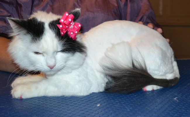 Lucia the Long Hair Domestic. She had her fur shaved off, nails clipped, ears cleaned and a full set of Hot pink Softpaw nail caps. — at Kylies Cat Grooming Services.