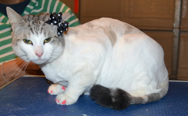 Narla is a Short Hair Domestic. She had her fur shaved off, nails clipped ears cleaned and Hot Pink Softpaw nail caps. — at Kylies Cat Grooming Services.