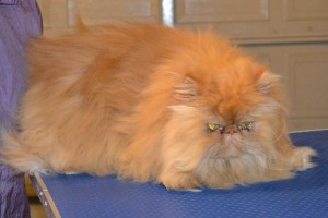 Flame is a Persian. She had her matted fur shaved off, nails clipped and ears and eyes cleaned. — at Kylies Cat Grooming Services.