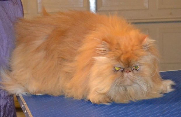Flame is a Persian. She had her matted fur shaved off, nails clipped and ears and eyes cleaned. — at Kylies Cat Grooming Services.