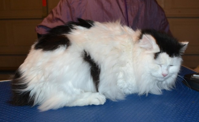 Amelie the Long Hair Domestic. She had her matted fur shaved off, nails clipped, and her ears cleaned. — at Kylies Cat Grooming Services.