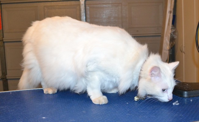 Bob Marley is a Medium Hair Domestic who is deaf. he had his fur shaved off, nails clipped, ears cleaned and Blue Softpaw nails caps. — at Kylies Cat Grooming Services.