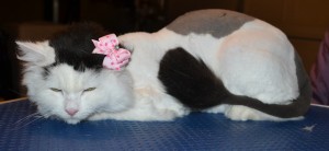 Amelie the Long Hair Domestic. She had her matted fur shaved off, nails clipped, and her ears cleaned. — at Kylies Cat Grooming Services.