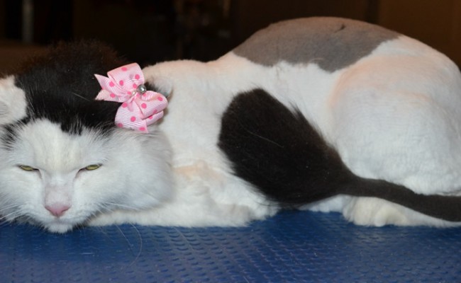Amelie the Long Hair Domestic. She had her matted fur shaved off, nails clipped, and her ears cleaned. — at Kylies Cat Grooming Services.