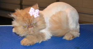 Flame is a Persian. She had her matted fur shaved off, nails clipped and ears and eyes cleaned. — at Kylies Cat Grooming Services.