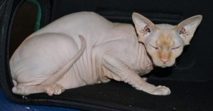Nalah is a Syphx. She came in fur her nail clipping. at Kylies Cat Grooming Services.
