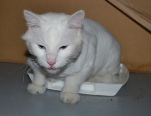 Bob Marley is a Medium Hair Domestic who is deaf. he had his fur shaved off, nails clipped, ears cleaned and Blue Softpaw nails caps. — at Kylies Cat Grooming Services.