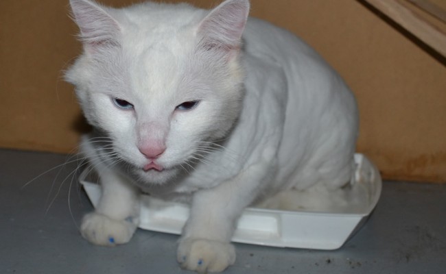 Bob Marley is a Medium Hair Domestic who is deaf. he had his fur shaved off, nails clipped, ears cleaned and Blue Softpaw nails caps. — at Kylies Cat Grooming Services.