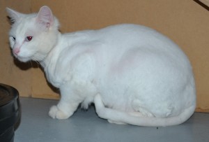 Bob Marley is a Medium Hair Domestic who is deaf. he had his fur shaved off, nails clipped, ears cleaned and Blue Softpaw nails caps. — at Kylies Cat Grooming Services.