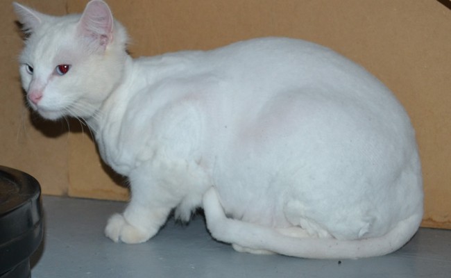 Bob Marley is a Medium Hair Domestic who is deaf. he had his fur shaved off, nails clipped, ears cleaned and Blue Softpaw nails caps. — at Kylies Cat Grooming Services.