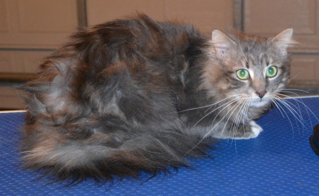 Smokey is a Medium Hair Domestic. He had his matted fur shaved down, nails clipped, ears cleaned and a wash n blow dry. — at Kylies Cat Grooming Services.