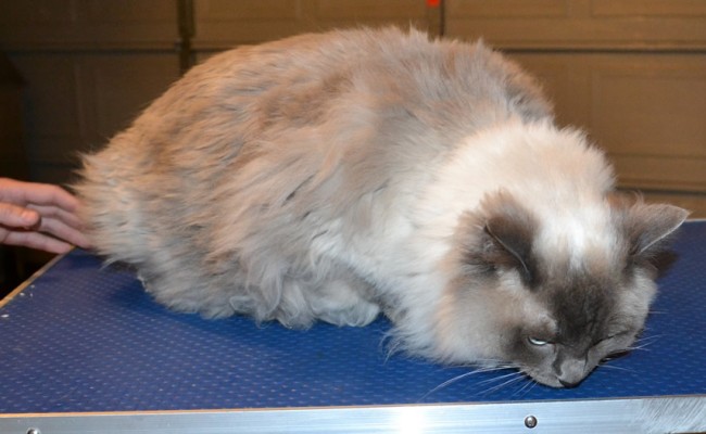 Lexi is a Ragdoll. She had her matted fur shaved off, nails clipped, ears cleaned a wash n blow dry and Pink Softpaw nail caps. — at Kylies Cat Grooming Services.