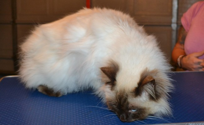 Dusty is a Ragdoll. He had his matted fur shaved off, nails clipped, ears cleaned and a wash n blow dry. — at Kylies Cat Grooming Services.