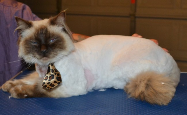 Dusty is a Ragdoll. He had his matted fur shaved off, nails clipped, ears cleaned and a wash n blow dry. — at Kylies Cat Grooming Services.
