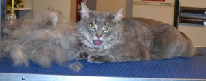 Khloe is a Short hair Domestic. She had her fur raked, nails clipped and Pink Softpaw nail caps. — at Kylies Cat Grooming Services.