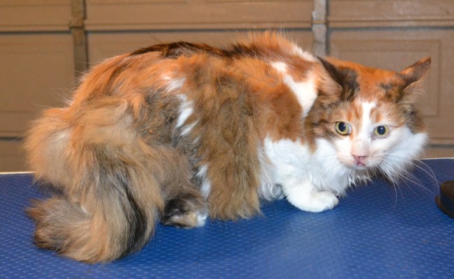 Roxey is a Long Hair Domestic. She had her matted fur shaved off, nails clipped and ears cleaned. — at Kylies Cat Grooming Services.