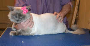 Lexi is a Ragdoll. She had her matted fur shaved off, nails clipped, ears cleaned a wash n blow dry and Pink Softpaw nail caps. — at Kylies Cat Grooming Services.