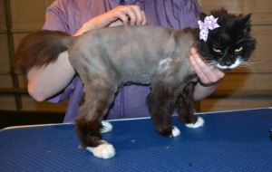 Dori is a 10 yr old Long Hair Domestic with Hyperthyroidism. She had her matted fur shaved of, nails clipped and ears cleaned. — at Kylies Cat Grooming Services.