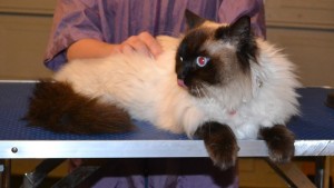Bella is a Ragdoll. She had her fur shaved down , nails clipped, ears cleaned and a wash n blow dry. — at Kylies Cat Grooming Services.