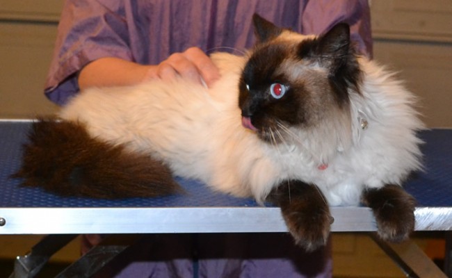 Bella is a Ragdoll. She had her fur shaved down , nails clipped, ears cleaned and a wash n blow dry. — at Kylies Cat Grooming Services.