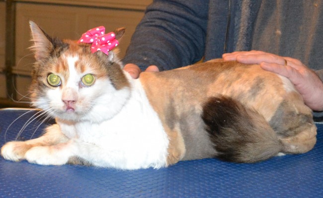 Roxey is a Long Hair Domestic. She had her matted fur shaved off, nails clipped and ears cleaned. — at Kylies Cat Grooming Services.