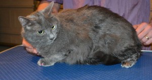 Minnie is a Short hair Domestic. She had her fur shaved off, nails clipped, ears cleaned a wash n blow dry and Pink Softpaw nail caps. — at Kylies Cat Grooming Services.