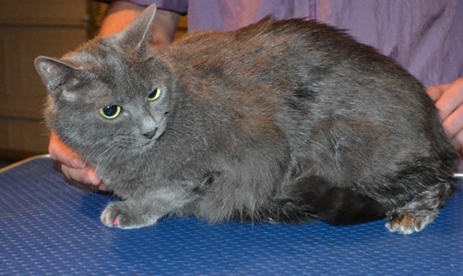 Minnie is a Short hair Domestic. She had her fur shaved off, nails clipped, ears cleaned a wash n blow dry and Pink Softpaw nail caps. — at Kylies Cat Grooming Services.