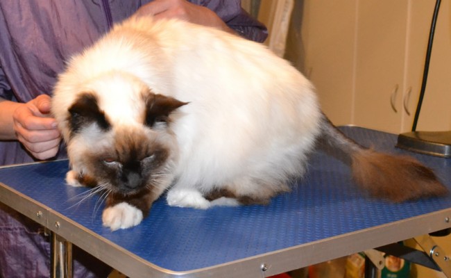 Zoro is a Burman. He had his fur shaved down, nails clipped and ears cleaned. Zoro has a skin condition and very sensitive skin. He likes to bite an lick himself until he bleeds hence why he is wearing the cat cone. — at Kylies Cat Grooming Services.