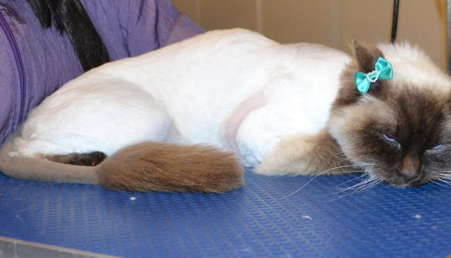 Chanel is a Ragdoll. She had her matted fur shaved off, nails clipped, ears cleaned and a wash n blow dry. — at Kylies Cat Grooming Services.