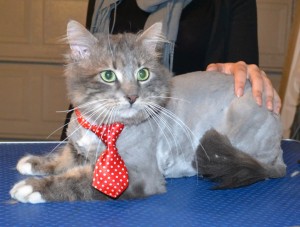 Smokey is a Medium Hair Domestic. He had his matted fur shaved down, nails clipped, ears cleaned and a wash n blow dry. — at Kylies Cat Grooming Services.