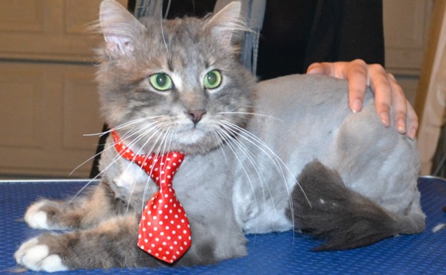 Smokey is a Medium Hair Domestic. He had his matted fur shaved down, nails clipped, ears cleaned and a wash n blow dry. — at Kylies Cat Grooming Services.