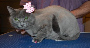 Minnie is a Short hair Domestic. She had her fur shaved off, nails clipped, ears cleaned a wash n blow dry and Pink Softpaw nail caps. — at Kylies Cat Grooming Services.