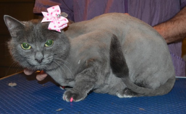 Minnie is a Short hair Domestic. She had her fur shaved off, nails clipped, ears cleaned a wash n blow dry and Pink Softpaw nail caps. — at Kylies Cat Grooming Services.