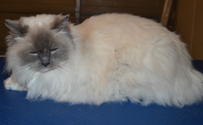 Roxy is a Ragdoll. She had a Comb clip, nails clipped and ears cleaned. — at Kylies Cat Grooming Services.
