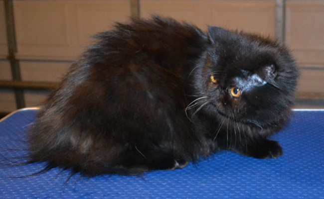 Shim is a Persian. He had his fur shaved down, ears cleaned and nails clipped. — at Kylies Cat Grooming Services.