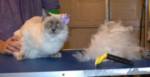Smudge is a Ragdoll. She had her fur raked, nails clipped and ears cleaned. — at Kylies Cat Grooming Services.