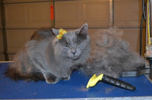 Misty is a Long Hair Rusian Blue. She had her fur raked, nails clipped and ears cleaned. — at Kylies Cat Grooming Services.