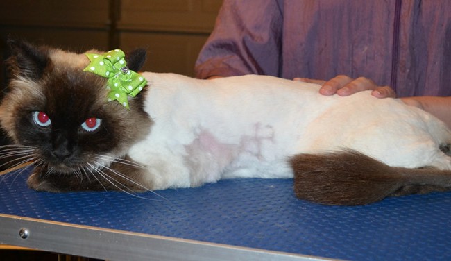 Bella is a Ragdoll. She had her fur shaved down , nails clipped, ears cleaned and a wash n blow dry. — at Kylies Cat Grooming Services.