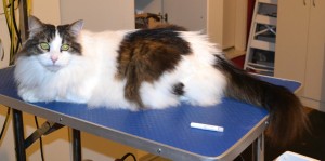 Bernie is a Long Hair Domestic. He had his fur shaved down, nails clipped, ears cleaned and Blue Softpaw nail caps. — at Kylies Cat Grooming Services.