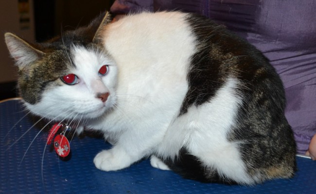 Cara is a Short hair Domestic. She had her fur shaved off, nails clipped, ears cleaned and a wash n blow dry. — at Kylies Cat Grooming Services