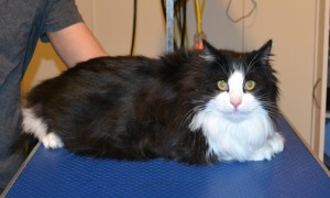 Mia is a Long Hair Domestic. She had her matted fur shaved down, nails clipped and ears cleaned. — at Kylies Cat Grooming Services.