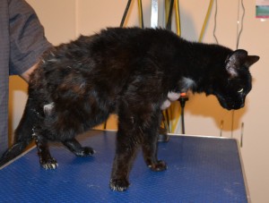 Missy is a 20 yr old Short Hair Domestic. She had her matted fur saved down, nails clipped, ears cleaned and a wash n blowdry. She is also wearing one of our bear jackets. — at Kylies Cat Grooming Services.