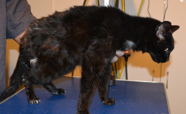 Missy is a 20 yr old Short Hair Domestic. She had her matted fur saved down, nails clipped, ears cleaned and a wash n blowdry. She is also wearing one of our bear jackets. — at Kylies Cat Grooming Services.