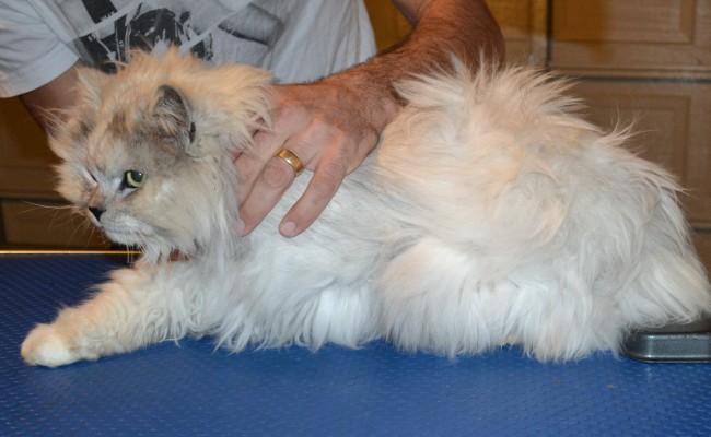 Vegas is a Chinchilla. He has his matted fur shaved of, nails clipped, ears cleaned, a wash n blow dry and White Softpaw nail caps put on. — at Kylies Cat Grooming Services.