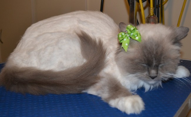 Roxy is a Ragdoll. She had a Comb clip, nails clipped and ears cleaned. — at Kylies Cat Grooming Services.