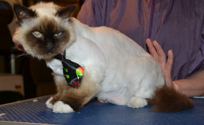 Zoro is a Burman. He had his fur shaved down, nails clipped and ears cleaned. Zoro has a skin condition and very sensitive skin. He likes to bite an lick himself until he bleeds hence why he is wearing the cat cone. — at Kylies Cat Grooming Services.