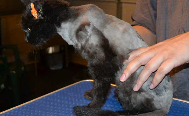 Missy is a 20 yr old Short Hair Domestic. She had her matted fur saved down, nails clipped, ears cleaned and a wash n blowdry. She is also wearing one of our bear jackets. — at Kylies Cat Grooming Services.