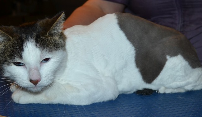 Cara is a Short hair Domestic. She had her fur shaved off, nails clipped, ears cleaned and a wash n blow dry. — at Kylies Cat Grooming Services