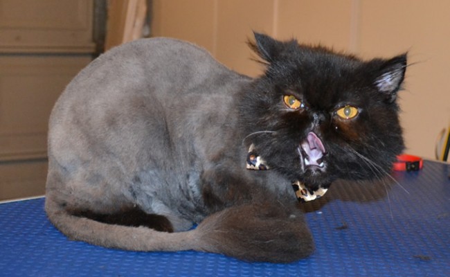 Shim is a Persian. He had his fur shaved down, ears cleaned and nails clipped. — at Kylies Cat Grooming Services.